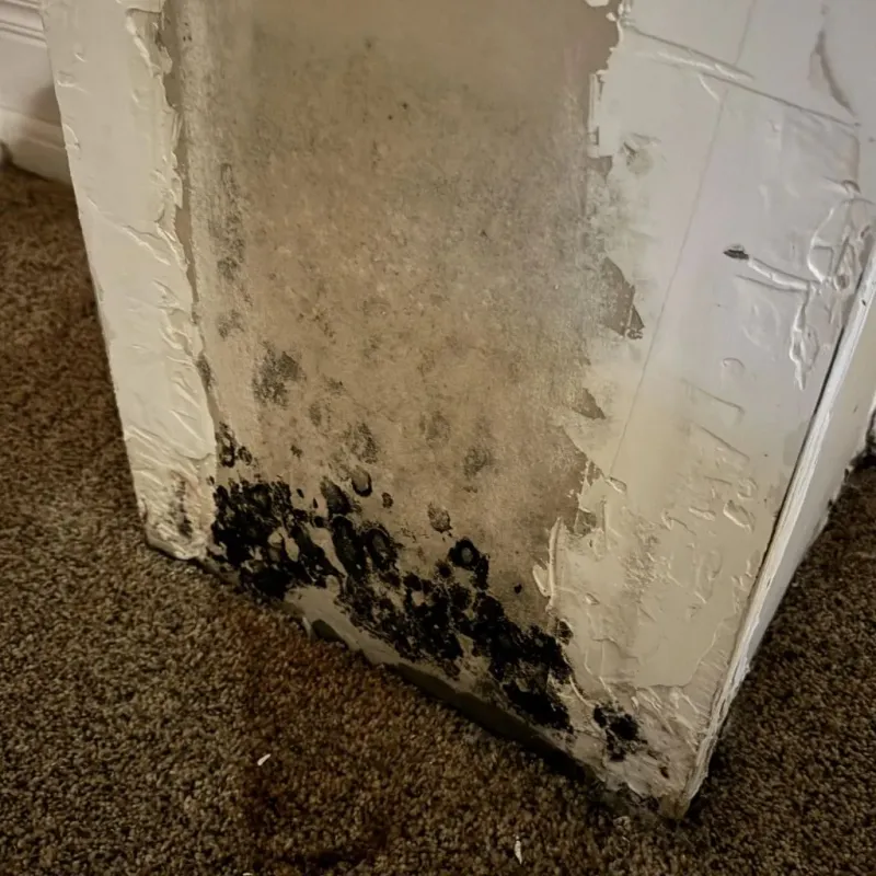 Professional Mold Removal in Nederland, TX